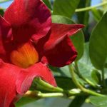 ¡Adopta las Dipladenia con Porte compacto!