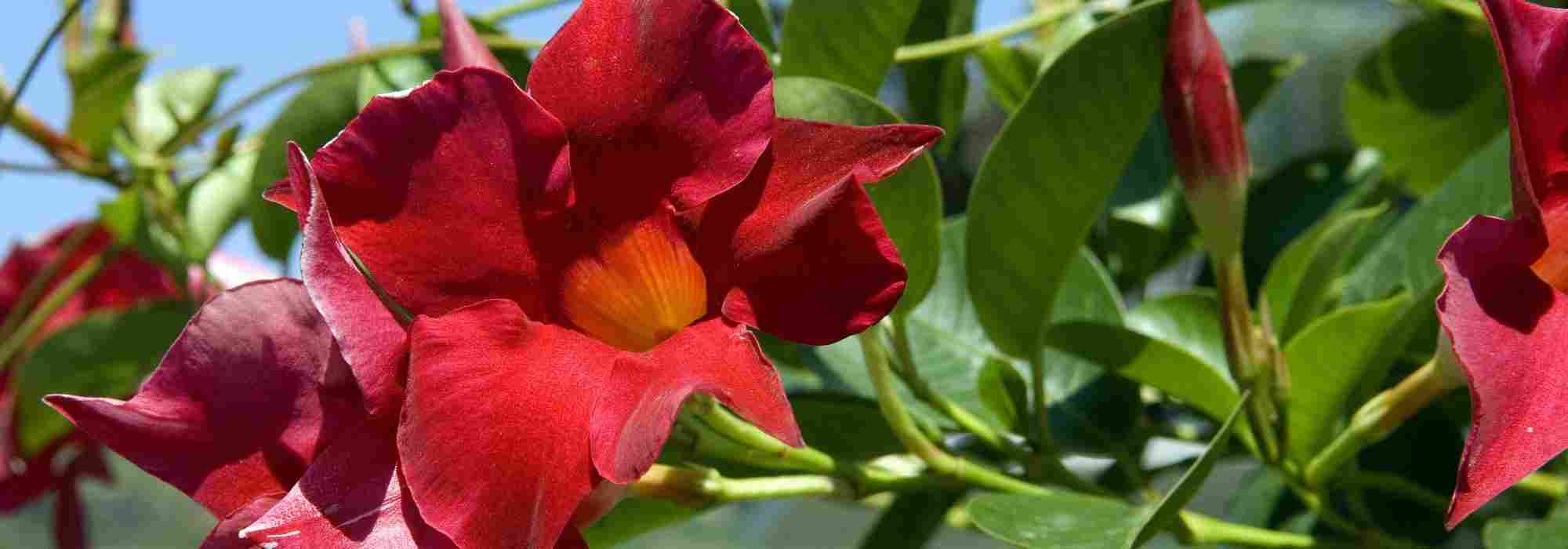 ¡Adopta las Dipladenia con Porte compacto!