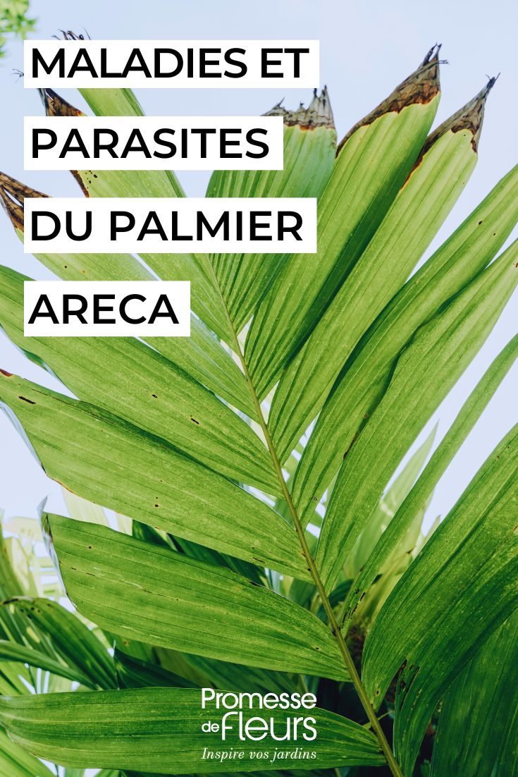 cuidar el palmera areca dypsis