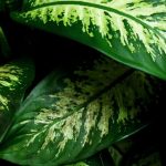 Dieffenbachia: cultivar y cuidar
