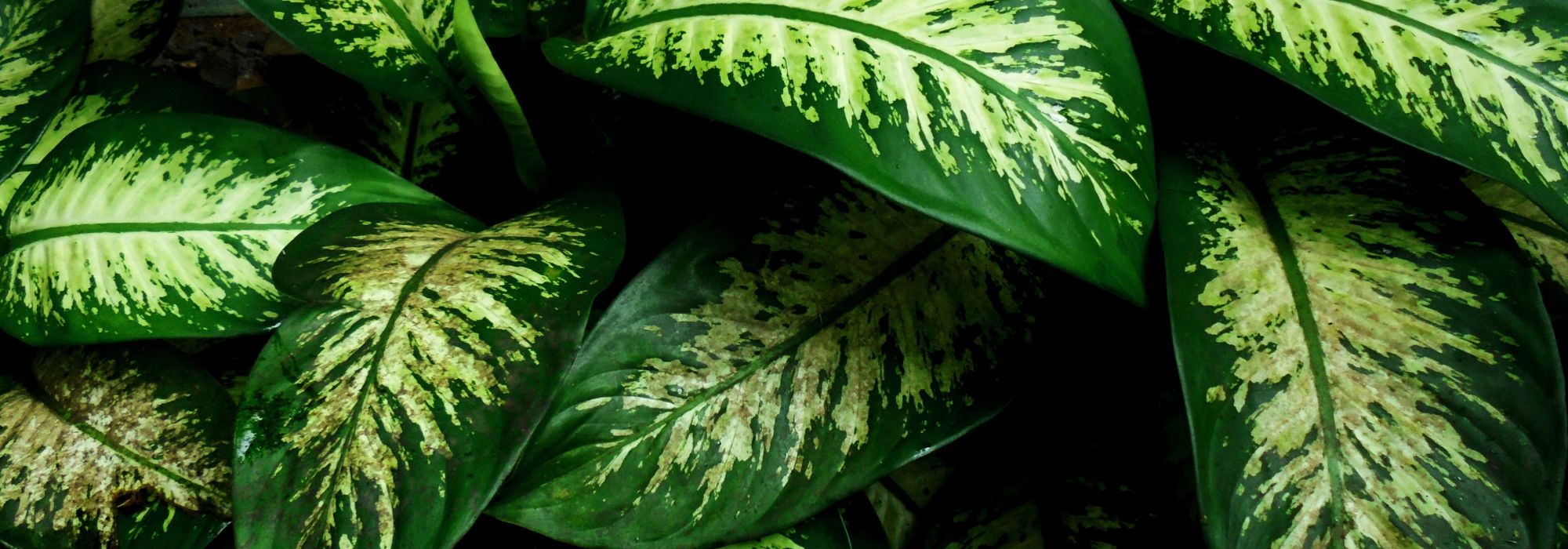 Dieffenbachia: cultivar y cuidar