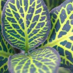 Fittonia: cultivo, cuidados y consejos para lograrla en interior