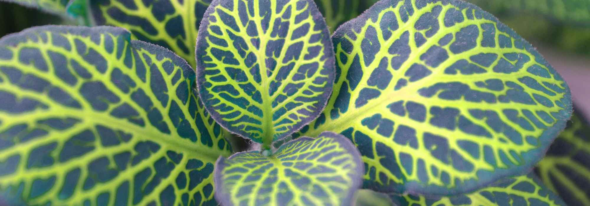 Fittonia: cultivo, cuidados y consejos para lograrla en interior