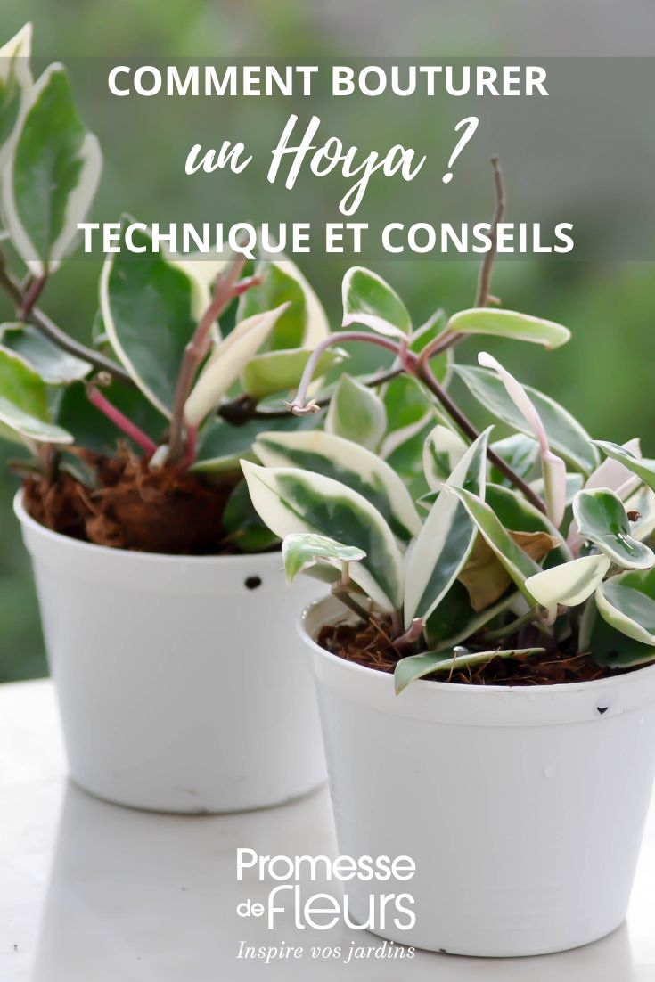 Hacer esquejes de Hoya.