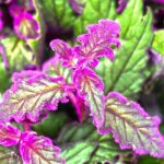 Gynura aurantiaca, planta-velvetón: cultivo, riego, mantenimiento y variedades