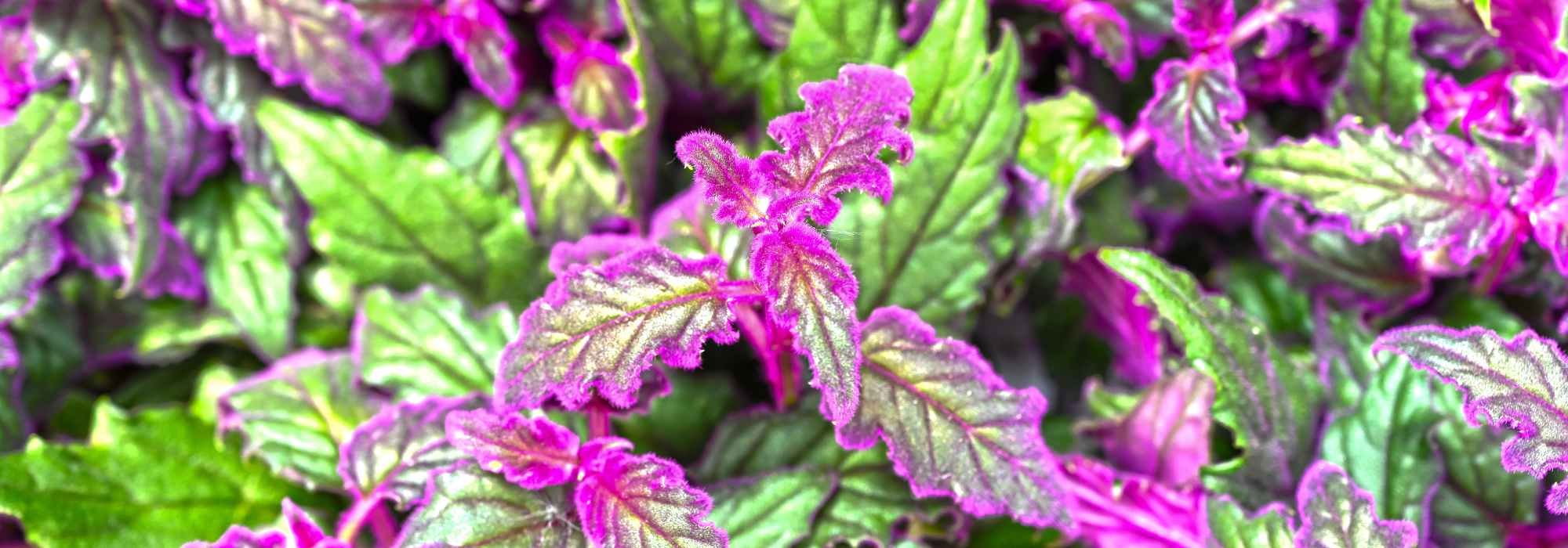 Gynura aurantiaca, planta-velvetón: cultivo, riego, mantenimiento y variedades