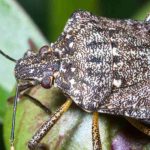 Pulgón diabólico: ¿cómo proteger sus plantas contra este insecto perjudicial?