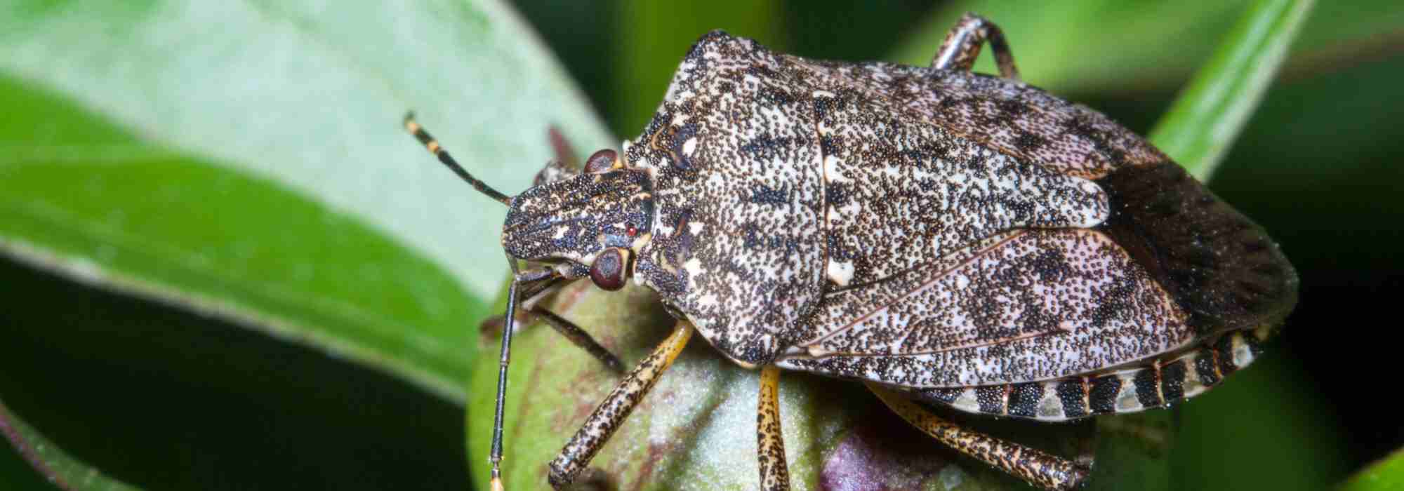 Pulgón diabólico: ¿cómo proteger sus plantas contra este insecto perjudicial?