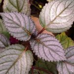 Hemigraphis: cultivo y cuidados