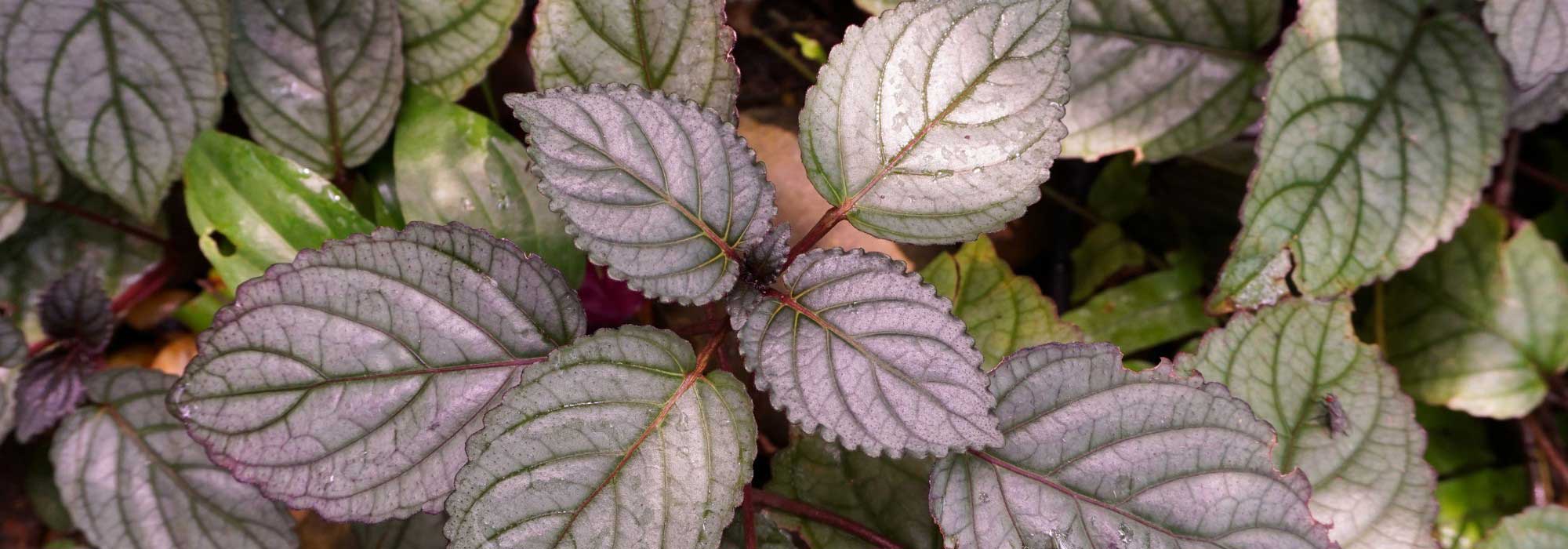 Hemigraphis: cultivo y cuidados