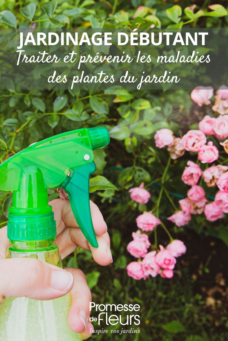 Jardinería para principiantes: tratar y prevenir las enfermedades de las plantas del jardín cuidar el jardín