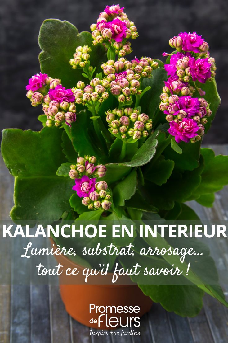 un Kalanchoe con flores rosadas en macetas