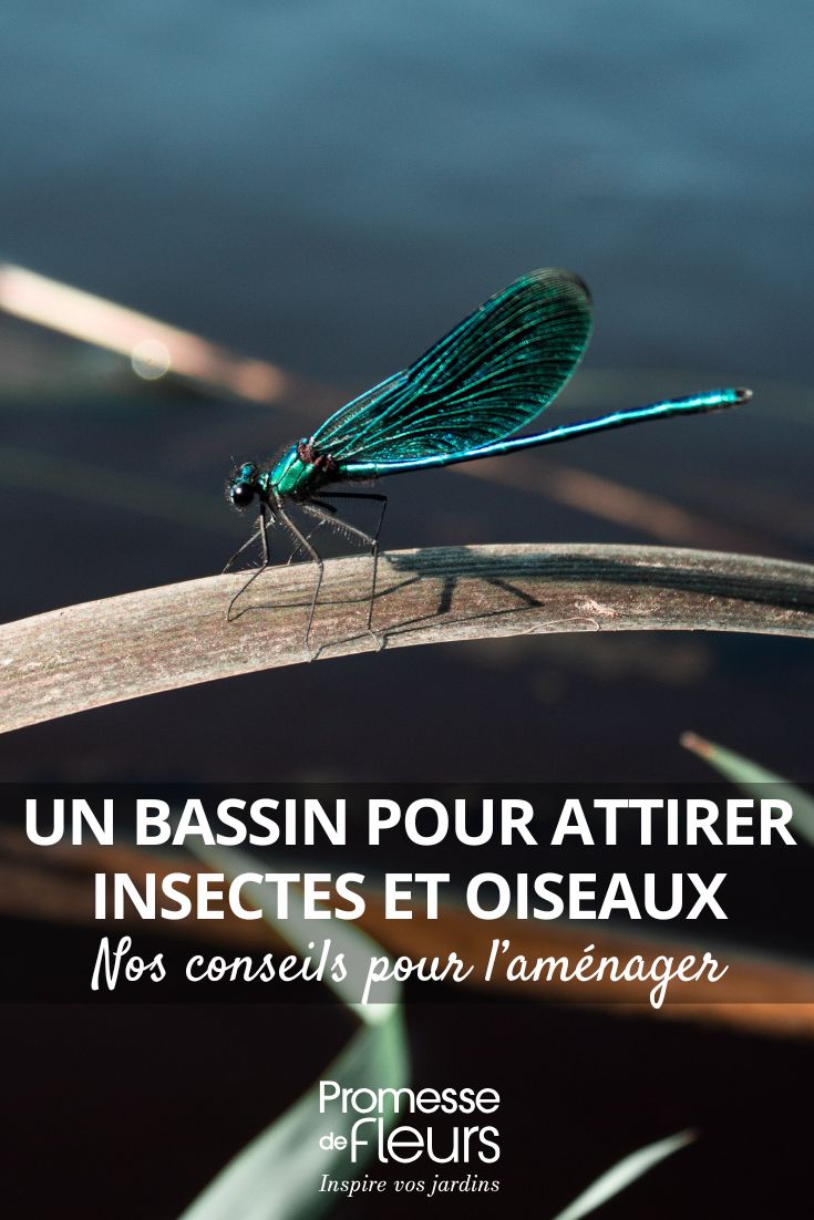 Libélulas, ranas, pájaros… instala una charca para acogerlos