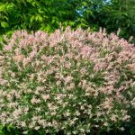 ¿Cuándo y cómo podar el sauce japonés de hojas variegadas?