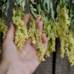 Cómo cosechar y secar la Reina de los prados?