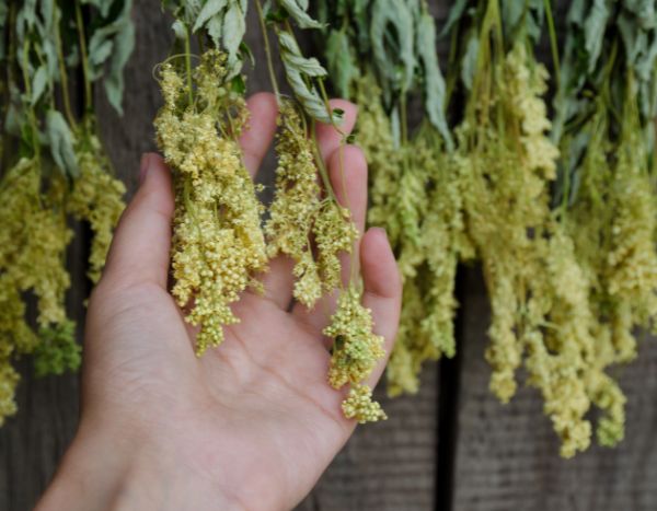 Cómo cosechar y secar la Reina de los prados?