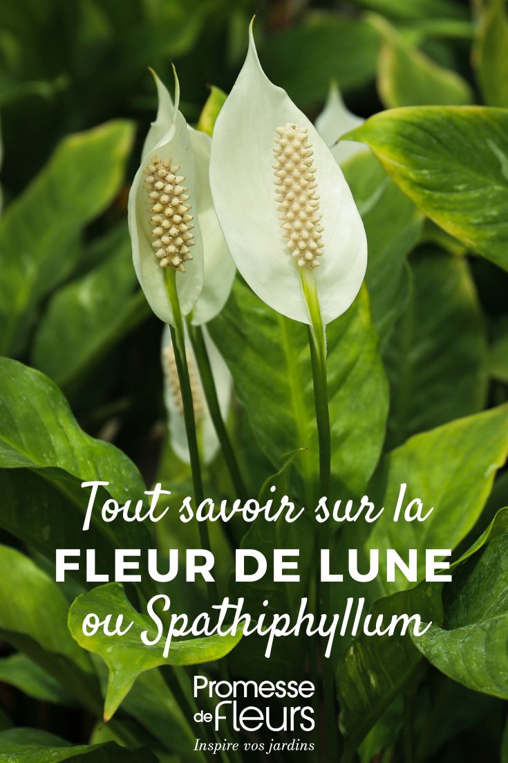 Todo sobre el Spathiphyllum flor de luna: cuidados, plantación