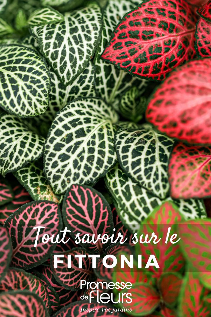 diferentes follajes coloreados de fittonia