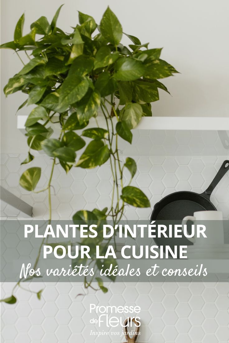 Plantas de interior para la cocina: nuestras variedades ideales y nuestros consejos para decorar este espacio