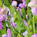 Guisantes de olor aromáticos: las variedades más perfumadas