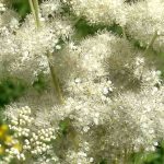 Reina de los prados: una planta medicinal hermosa y útil a la vez