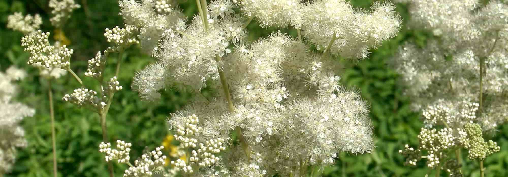 Reina de los prados: una planta medicinal hermosa y útil a la vez