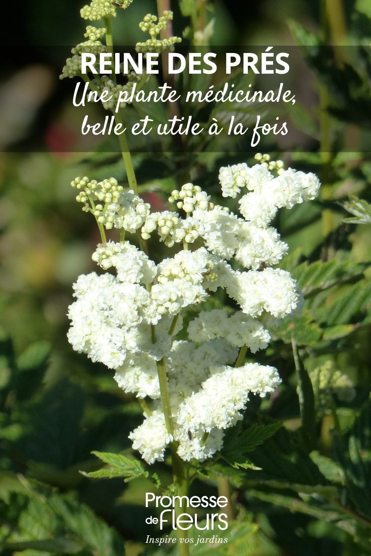 _Filipendula ulmaria_ 'Plena'