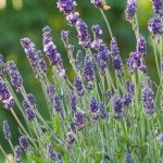 ¿Cómo rejuvenecer una lavanda vieja mediante la poda?