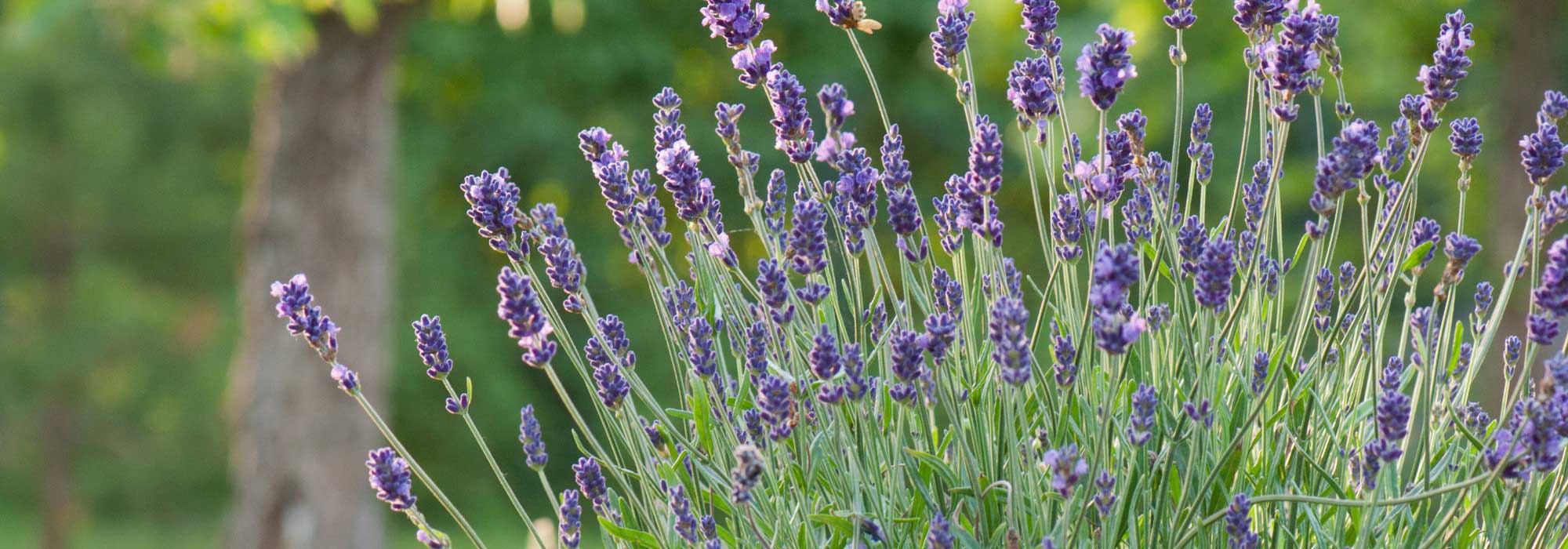 ¿Cómo rejuvenecer una lavanda vieja mediante la poda?