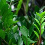 Zamioculcas: cultivar y cuidar