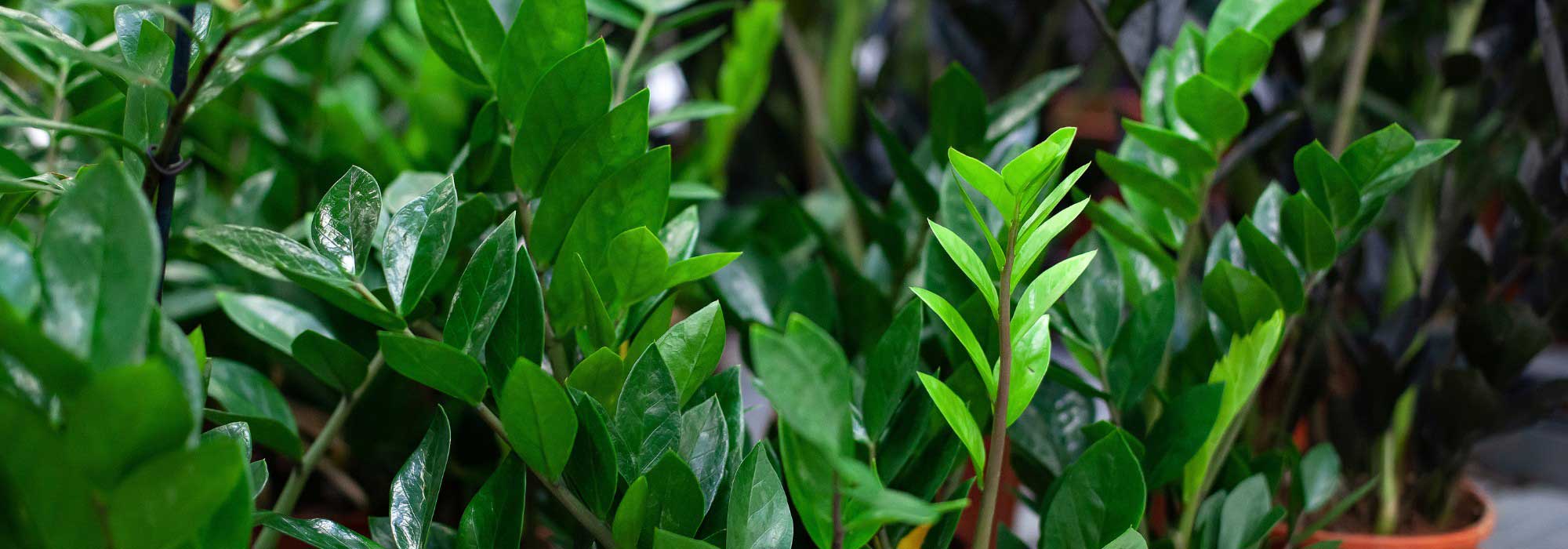 Zamioculcas: cultivar y cuidar