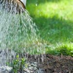 ¿Cómo regar sin ahogar tus plantas?