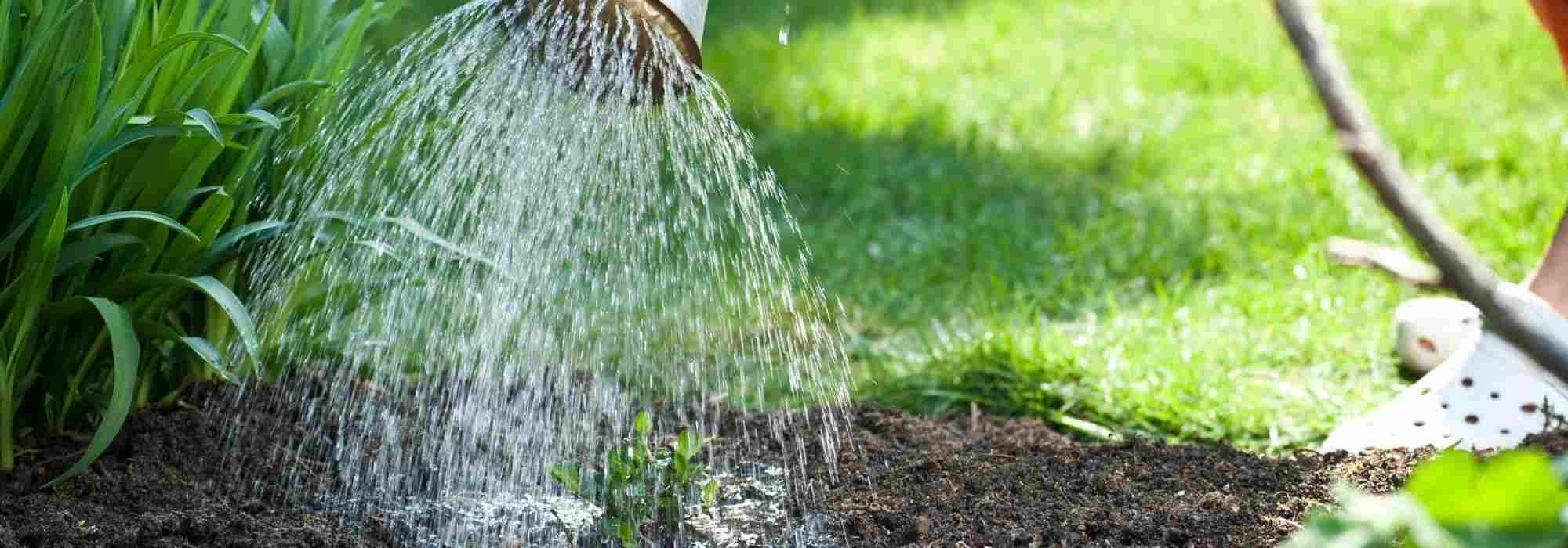 ¿Cómo regar sin ahogar tus plantas?