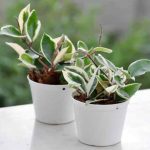 Flores de porcelana, Hoya: ¿cómo hacer esquejes de forma fácil?