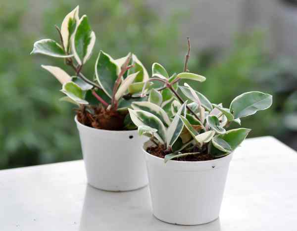 Flores de porcelana, Hoya: ¿cómo hacer esquejes de forma fácil?