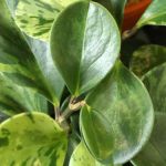 Cómo hacer un esqueje de un Peperomia