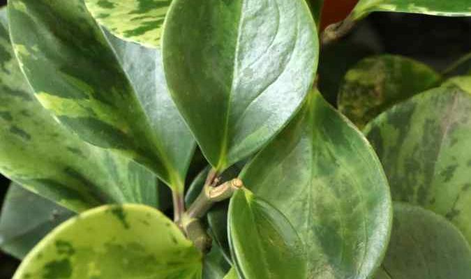 Cómo hacer un esqueje de un Peperomia