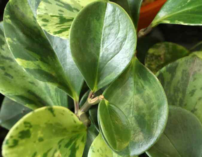 Cómo hacer un esqueje de un Peperomia