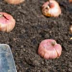 ¿En qué sentido hay que plantar los bulbos?