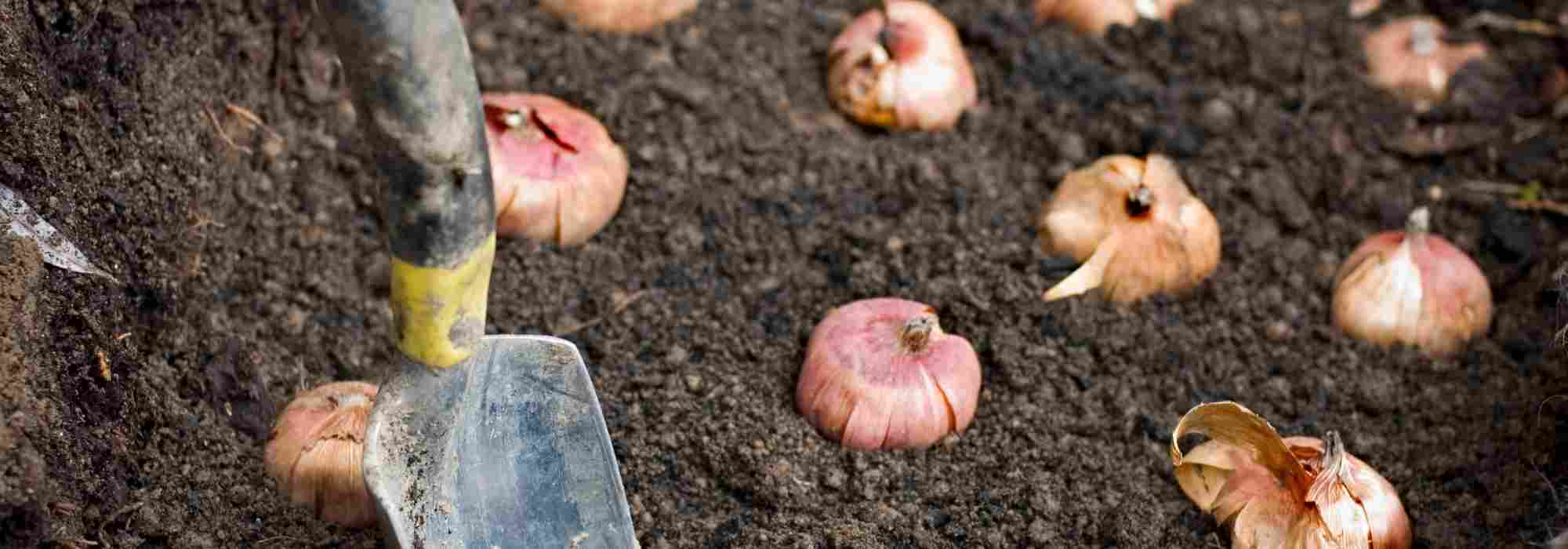 ¿En qué sentido hay que plantar los bulbos?