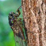 La cigarra, un insecto del sur cuyo canto típico llena los jardines en verano