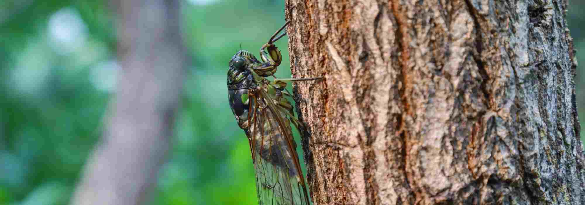 La cigarra, un insecto del sur cuyo canto típico llena los jardines en verano