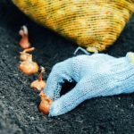 ¿Cómo plantar cebollas en el Huerto?
