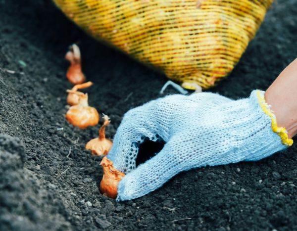 ¿Cómo plantar cebollas en el Huerto?