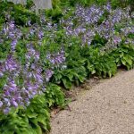 ¿Cómo cubrir el suelo sin dejar que se apoderen de todo? Nuestras plantas cubresuelos favoritas