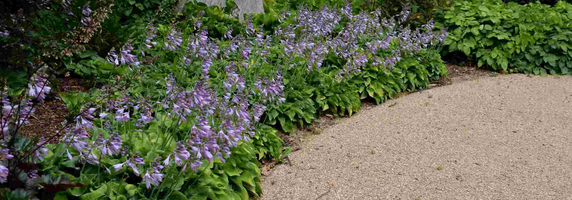 ¿Cómo cubrir el suelo sin dejar que se apoderen de todo? Nuestras plantas cubresuelos favoritas