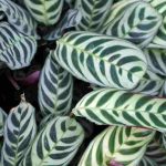 Enfermedades y parásitos del Ctenanthe: nuestros consejos