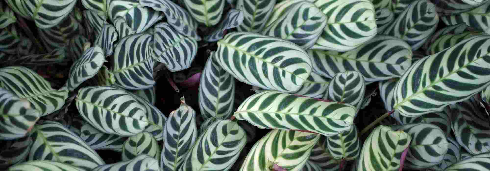 Enfermedades y parásitos del Ctenanthe: nuestros consejos