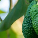 ¿Cómo plantar un aguacate en terreno abierto y lograr un cultivo exitoso en el jardín?