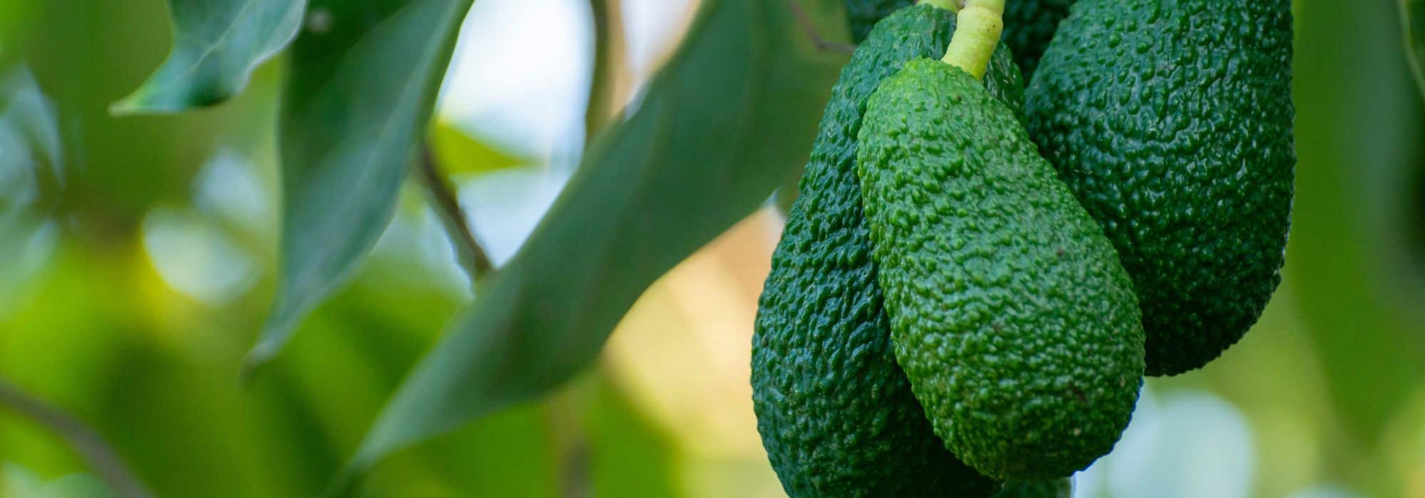 ¿Cómo plantar un aguacate en terreno abierto y lograr un cultivo exitoso en el jardín?